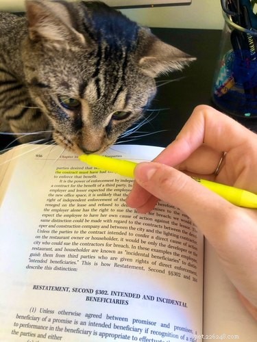 17 Pets Studying Independently: A Charming Insight