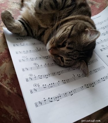 17 Pets Studying Independently: A Charming Insight