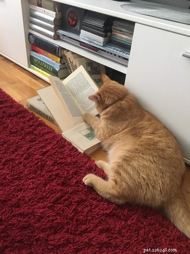 17 Pets Studying Independently: A Charming Insight