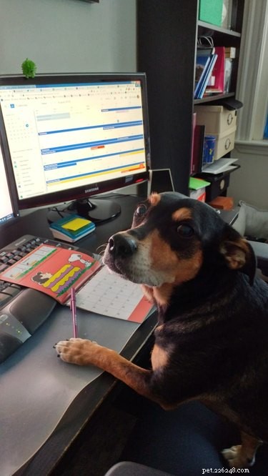 17 Pets Studying Independently: A Charming Insight