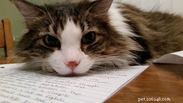17 Pets Studying Independently: A Charming Insight