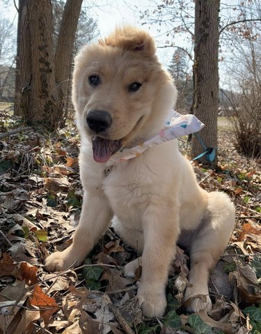 10 Extraordinary Animals That Will Restore Your Hope in Humanity
