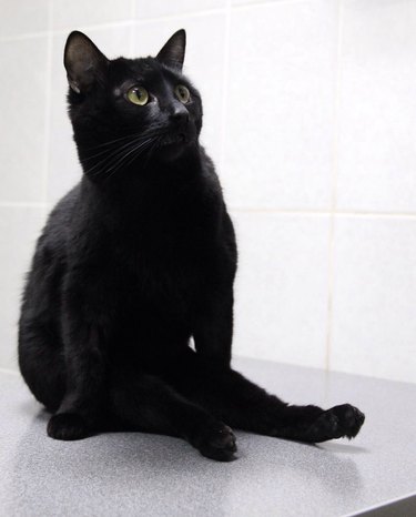 10 Extraordinary Animals That Will Restore Your Hope in Humanity