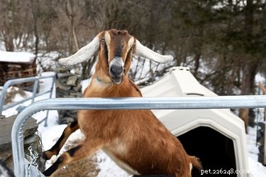 Meet the Animal Leaders: 8 Unlikely Politicians Who Shape Our Nations