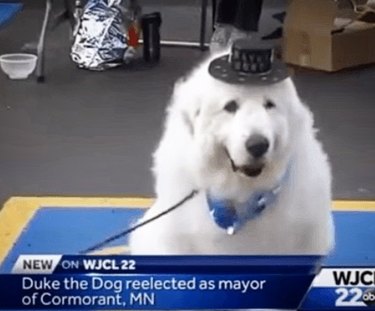 Meet the Animal Leaders: 8 Unlikely Politicians Who Shape Our Nations