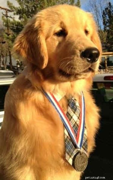 Meet the Animal Leaders: 8 Unlikely Politicians Who Shape Our Nations