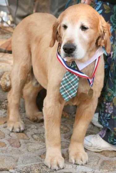 Meet the Animal Leaders: 8 Unlikely Politicians Who Shape Our Nations