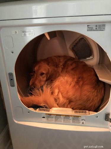 16 Cozy Pets That Bring Warmth and Joy to Your Home