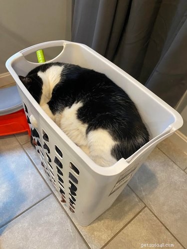 16 Cozy Pets That Bring Warmth and Joy to Your Home