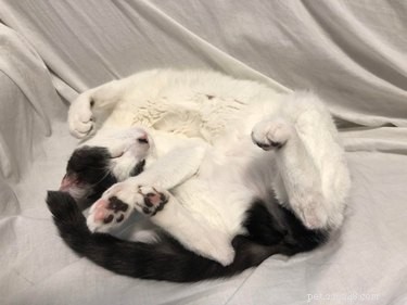 16 Cozy Pets That Bring Warmth and Joy to Your Home