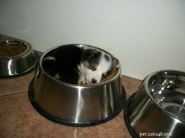 16 Cozy Pets That Bring Warmth and Joy to Your Home