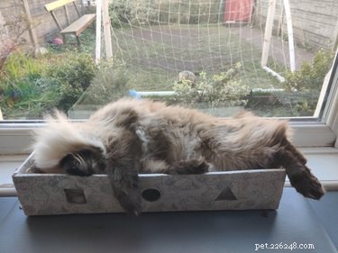 16 Cozy Pets That Bring Warmth and Joy to Your Home