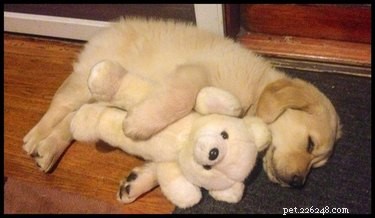 16 Cozy Pets That Bring Warmth and Joy to Your Home