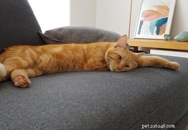 16 Cozy Pets That Bring Warmth and Joy to Your Home