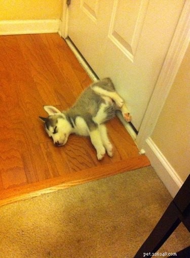 16 Cozy Pets That Bring Warmth and Joy to Your Home