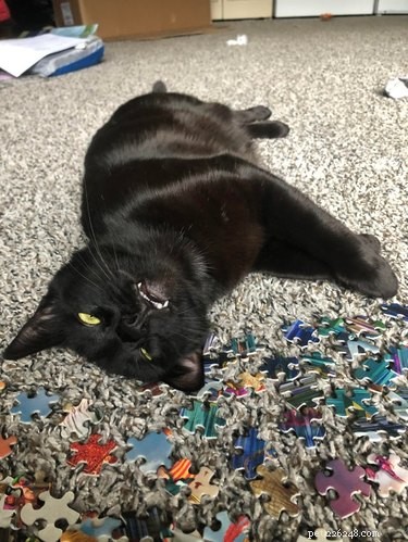 16 Cozy Pets That Bring Warmth and Joy to Your Home