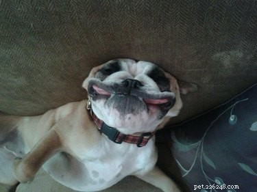 16 Cozy Pets That Bring Warmth and Joy to Your Home