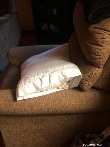 16 Cozy Pets That Bring Warmth and Joy to Your Home