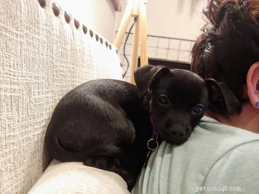 16 Cozy Pets That Bring Warmth and Joy to Your Home
