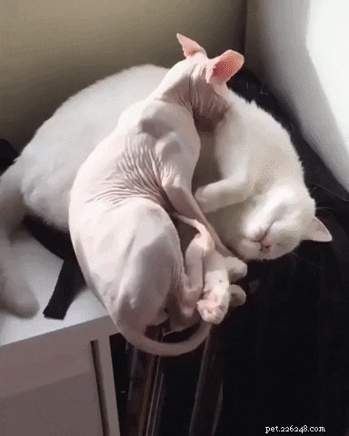 16 Cozy Pets That Bring Warmth and Joy to Your Home