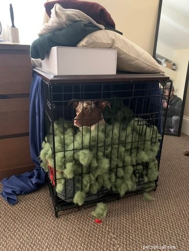 16 Cozy Pets That Bring Warmth and Joy to Your Home