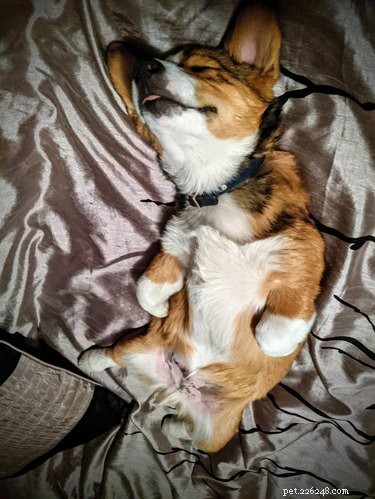 16 Cozy Pets That Bring Warmth and Joy to Your Home