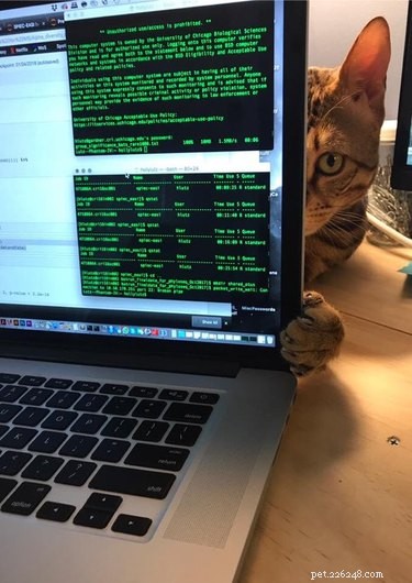 Professors Use Pet Photos to Boost Online Engagement — A Heartwarming Trend