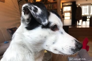 Professors Use Pet Photos to Boost Online Engagement — A Heartwarming Trend