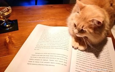 Professors Use Pet Photos to Boost Online Engagement — A Heartwarming Trend