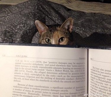 Professors Use Pet Photos to Boost Online Engagement — A Heartwarming Trend
