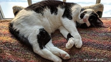 Professors Use Pet Photos to Boost Online Engagement — A Heartwarming Trend
