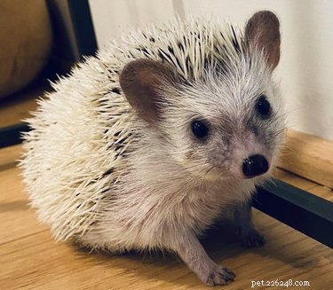 Professors Use Pet Photos to Boost Online Engagement — A Heartwarming Trend