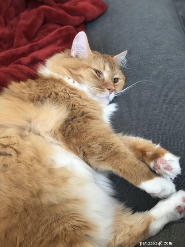 Professors Use Pet Photos to Boost Online Engagement — A Heartwarming Trend