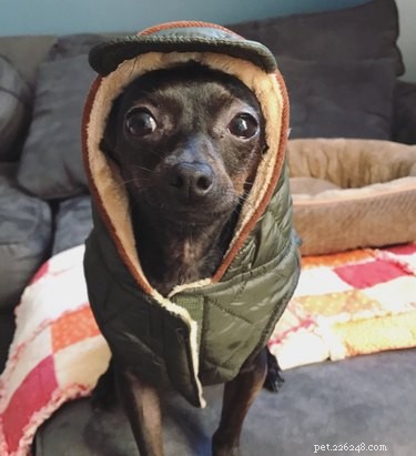 Professors Use Pet Photos to Boost Online Engagement — A Heartwarming Trend