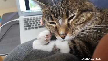 Professors Use Pet Photos to Boost Online Engagement — A Heartwarming Trend
