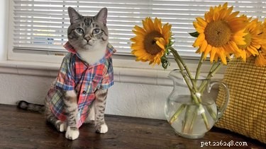 Professors Use Pet Photos to Boost Online Engagement — A Heartwarming Trend