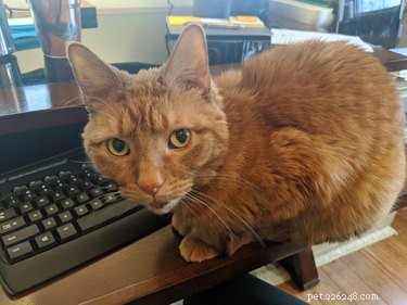 Professors Use Pet Photos to Boost Online Engagement — A Heartwarming Trend