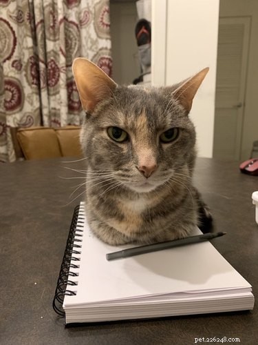 Professors Use Pet Photos to Boost Online Engagement — A Heartwarming Trend