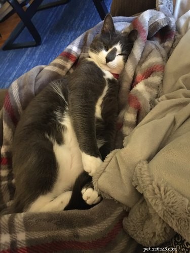Professors Use Pet Photos to Boost Online Engagement — A Heartwarming Trend