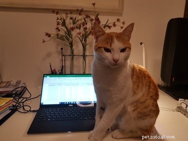 Professors Use Pet Photos to Boost Online Engagement — A Heartwarming Trend