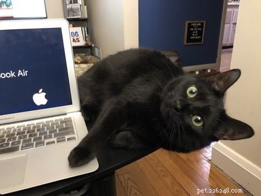 33 Pets to Boost Your Productivity While Working From Home