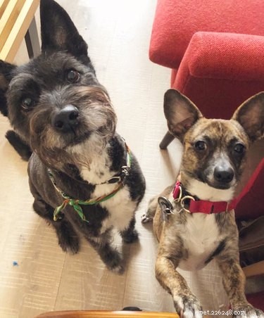 33 Pets to Boost Your Productivity While Working From Home