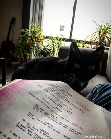 33 Pets to Boost Your Productivity While Working From Home
