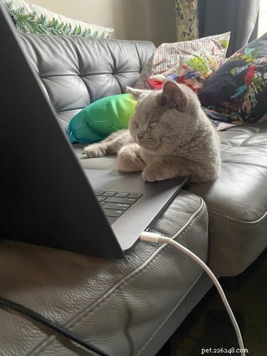 33 Pets to Boost Your Productivity While Working From Home