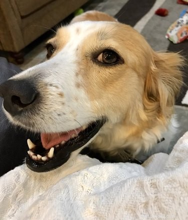 33 Pets to Boost Your Productivity While Working From Home
