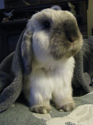 33 Pets to Boost Your Productivity While Working From Home