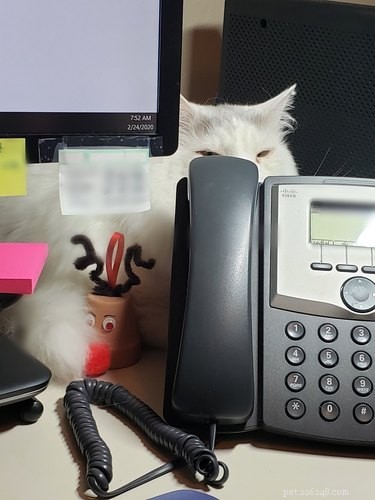 33 Pets to Boost Your Productivity While Working From Home