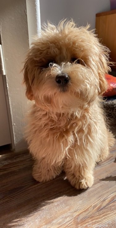 33 Pets to Boost Your Productivity While Working From Home