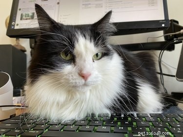 33 Pets to Boost Your Productivity While Working From Home