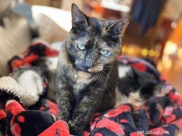 33 Pets to Boost Your Productivity While Working From Home
